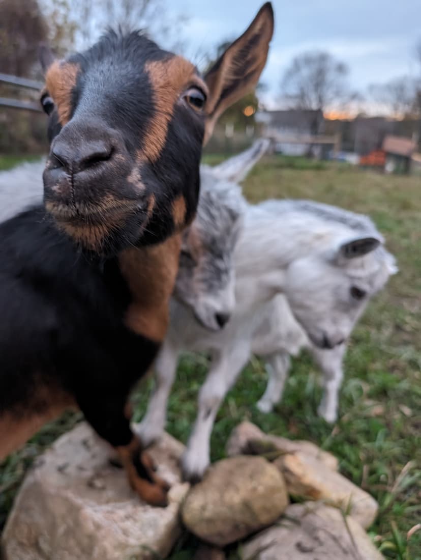 goats